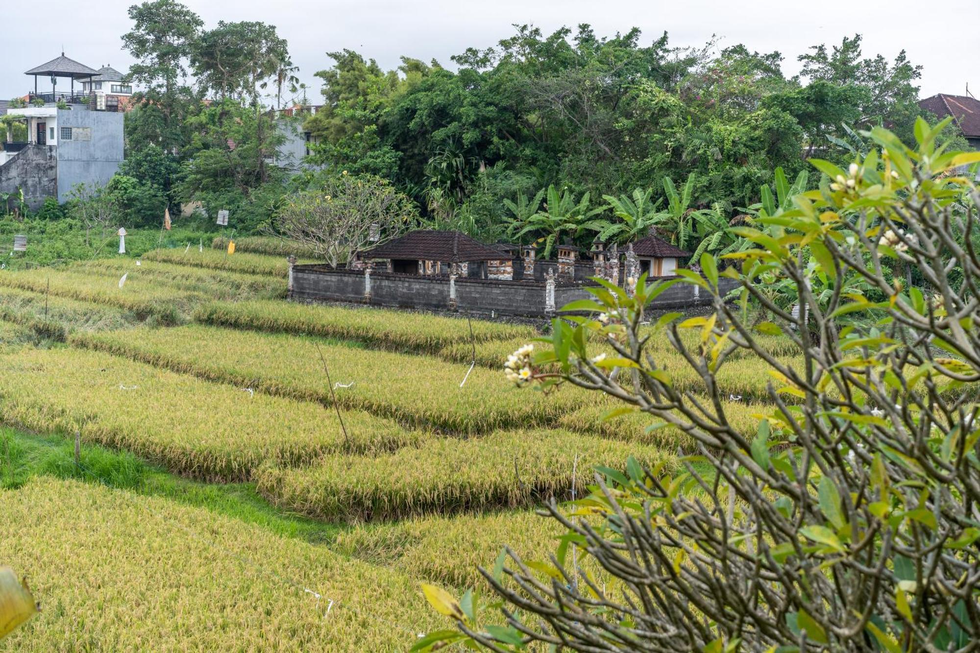 Villa Sunsara 4 - Enchanting 4Br Villa In A Great Location 캉구 외부 사진